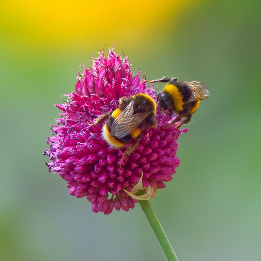 Bees in Action